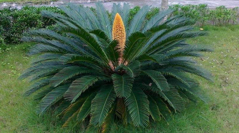 Structural Features Of Cycas – Botany Notes – For W.B.C.S. Examination.