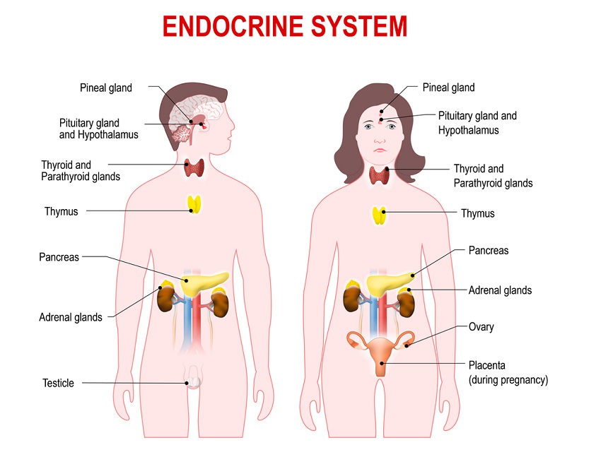 Endocrine System – General Science Notes On Biology – For W.B.C.S. Examination.