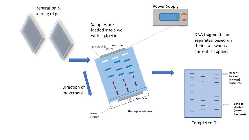 Botany Notes On – Electrophoresis – For W.B.C.S. Examination.