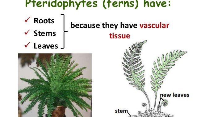Economic Importance Of Pteridophytes – Botany Notes – For W.B.C.S. Examination.