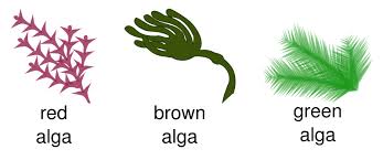 PLANT KINGDOM – Algae – General Science Notes – For W.B.C.S. Examination.