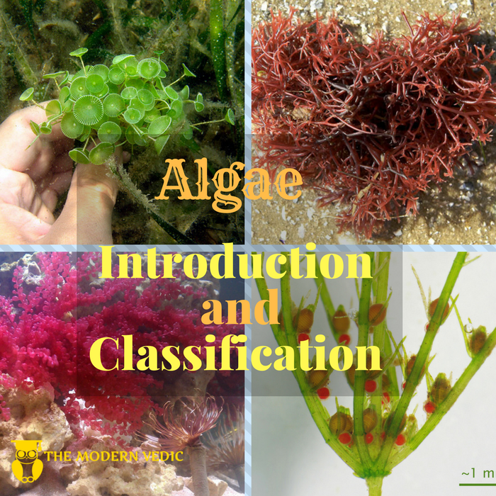 Types Of Algae – General Science Notes – For W.B.C.S. Examination.