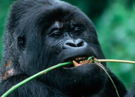 African Apes – Anthropology Notes – For W.B.C.S. Examination.