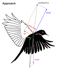 Aerodynamics In Birds Flight – Zoology Notes – For W.B.C.S. Examination.