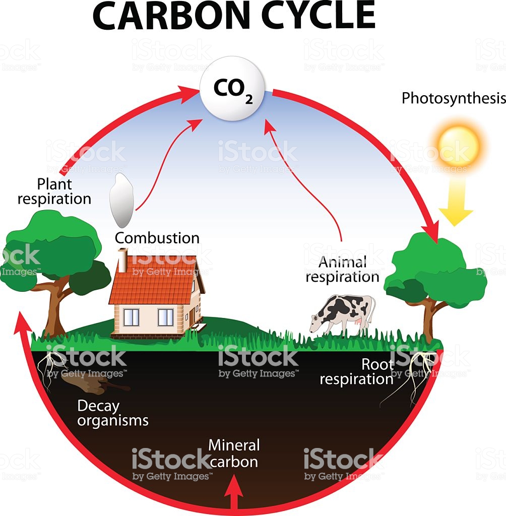 Carbon Cycle – Environment Notes – For W.B.C.S. Examination.