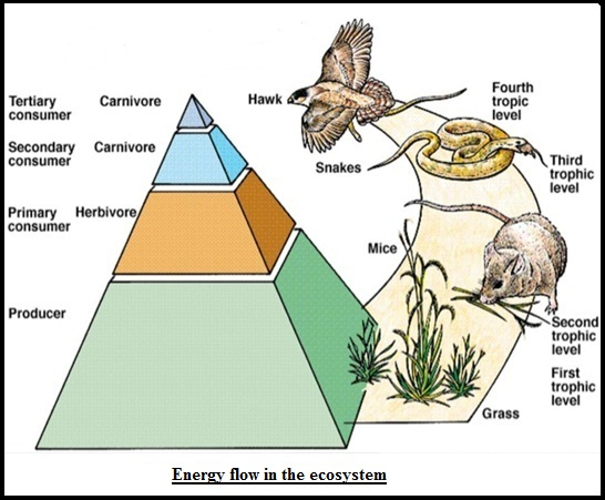 Zoology Notes On – Energy Flow – For W.B.C.S. Examination.