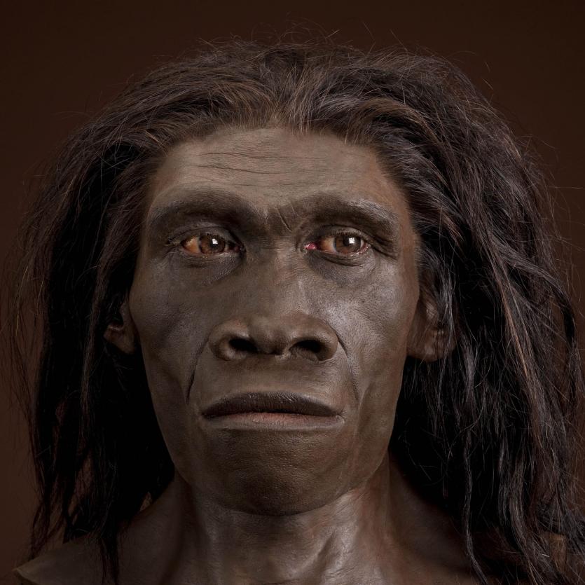 Homo Erectus – Anthropology Notes – For W.B.C.S. Examination.