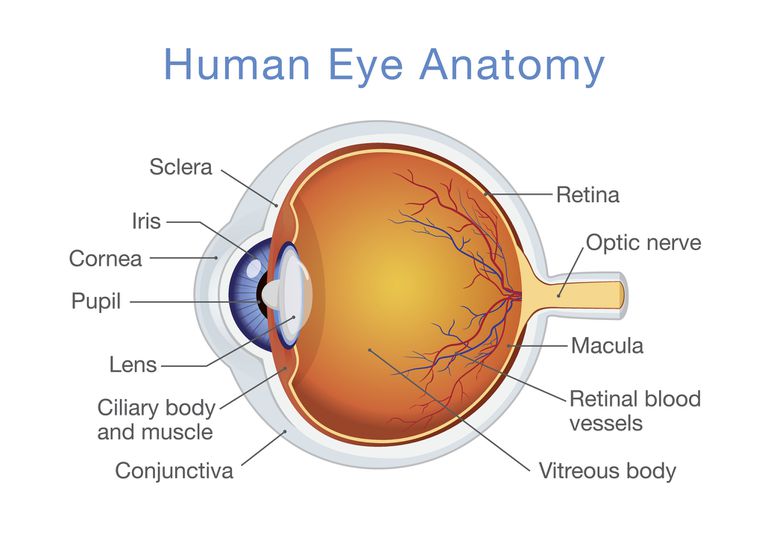 The Human Eye – General Science Notes On – Biology – For W.B.C.S. Examination.
