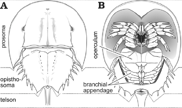 Limulus – Zoology Notes – For W.B.C.S. Examination.