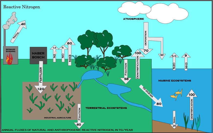 The Nitrogen Cycle – Environment Notes – For W.B.C.S. Examination.