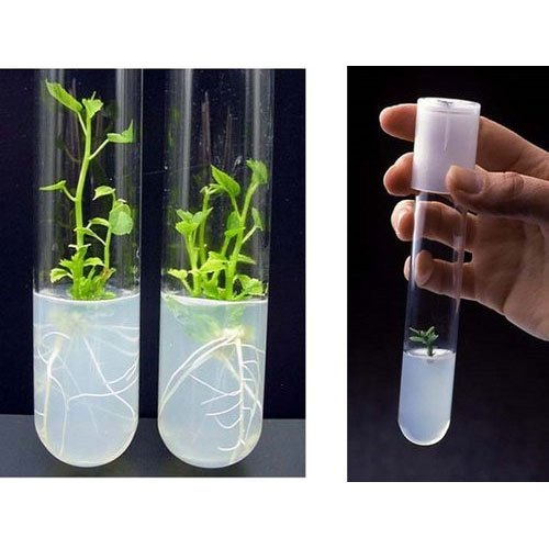 Botany Notes On – Plant Tissue Culture – For W.B.C.S. Examination.