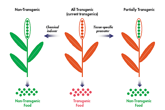 Transgenic Plants - Botany Notes - For .S. Examination.