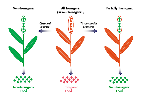 Transgenic Plants – Botany Notes – For W.B.C.S. Examination.