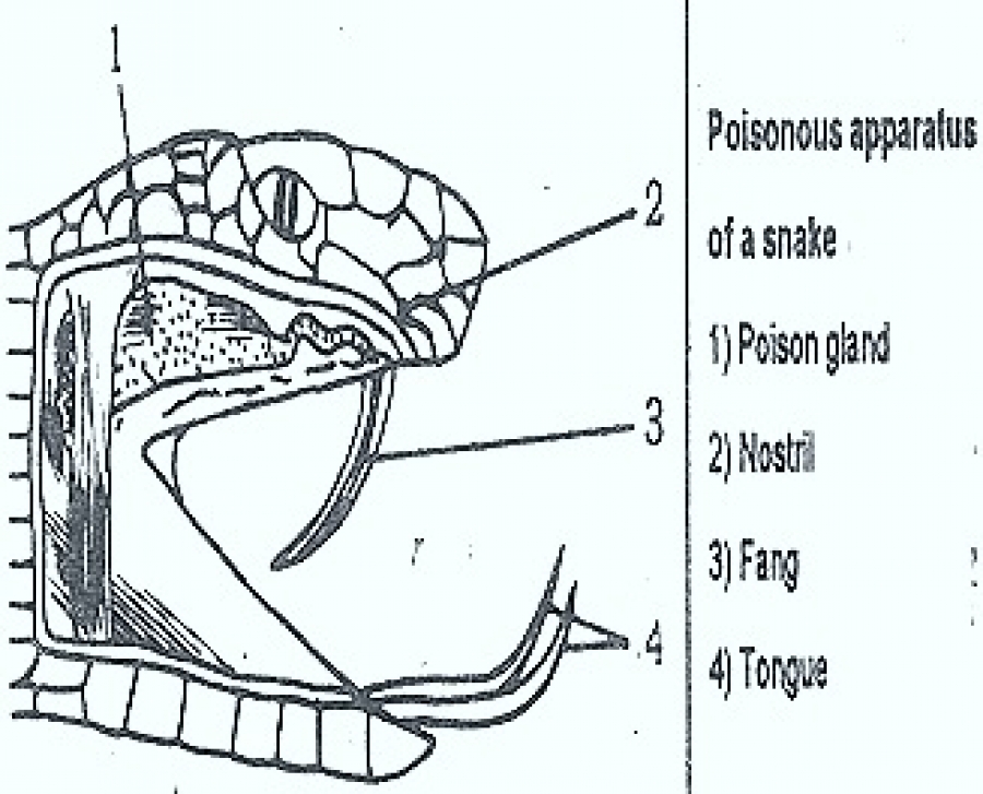 Poison Apparatus In Snakes – Zoology Notes – For W.B.C.S. Examination.