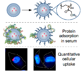 Uptake Proteins – Chemistry Notes – For W.B.C.S. Examination.