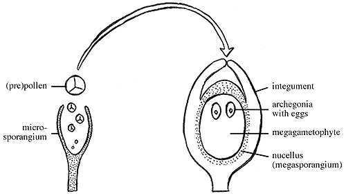 Botany Notes On – Origin Of Seed Habit – For W.B.C.S. Examination.