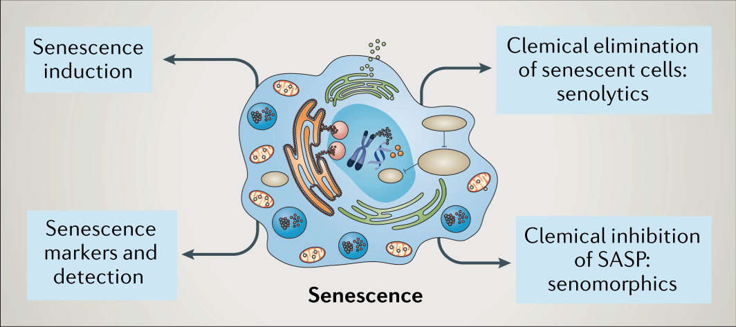 Anthropology Notes On – Senescence – For W.B.C.S. Examination.