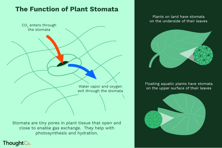 Stomata – Types – Botany Notes – For W.B.C.S. Examination.