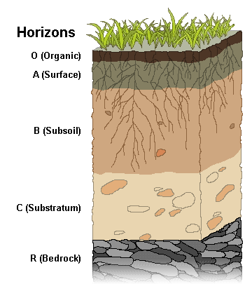 Soil Profile – Geography Notes – For W.B.C.S. Examination.
