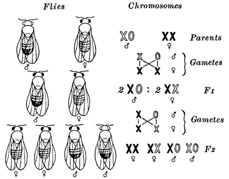 Sex-linked Inheritance In Drosophila – Zoology Notes – For W.B.C.S. Examination.