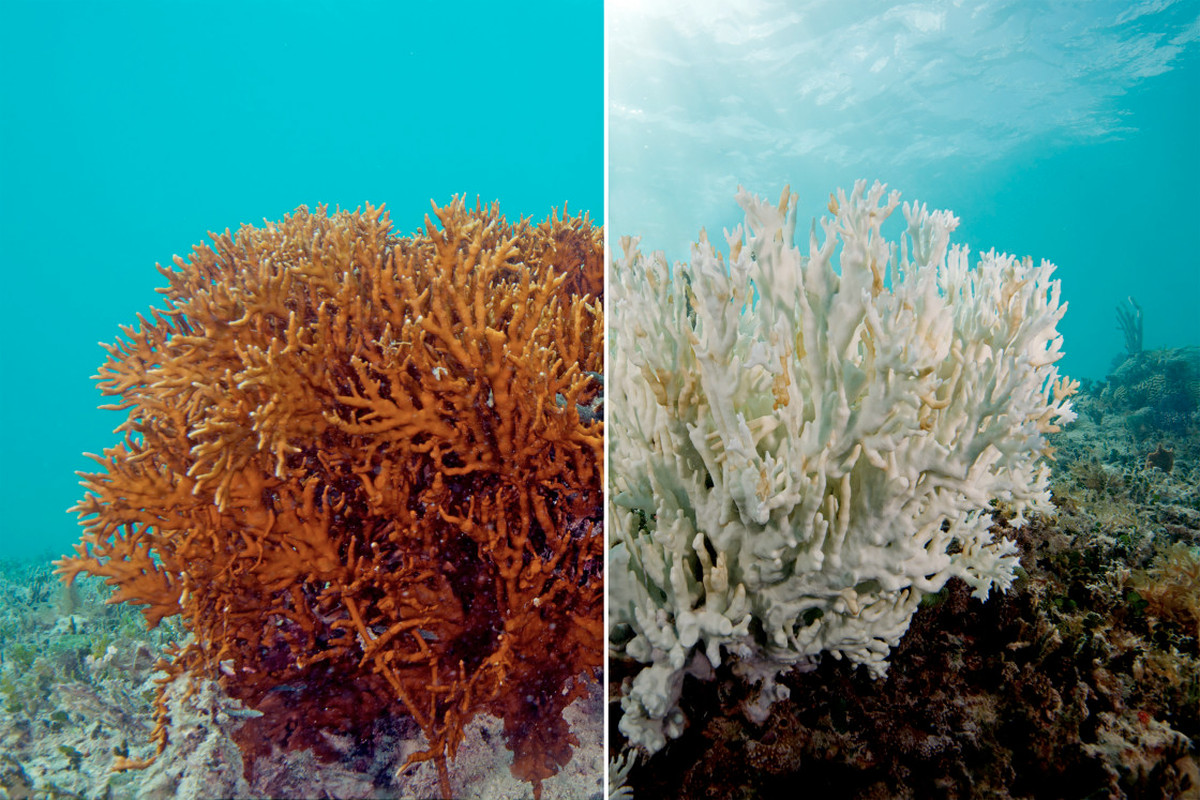 Coral Bleaching – Geography Notes – For W.B.C.S. Examination.