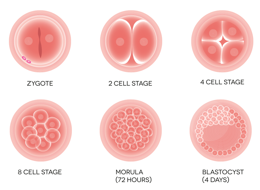 Botany Notes On – Embryology – For W.B.C.S. Examination.