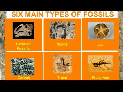 Types Of Fossils – Geology Notes – For W.B.C.S. Examination.