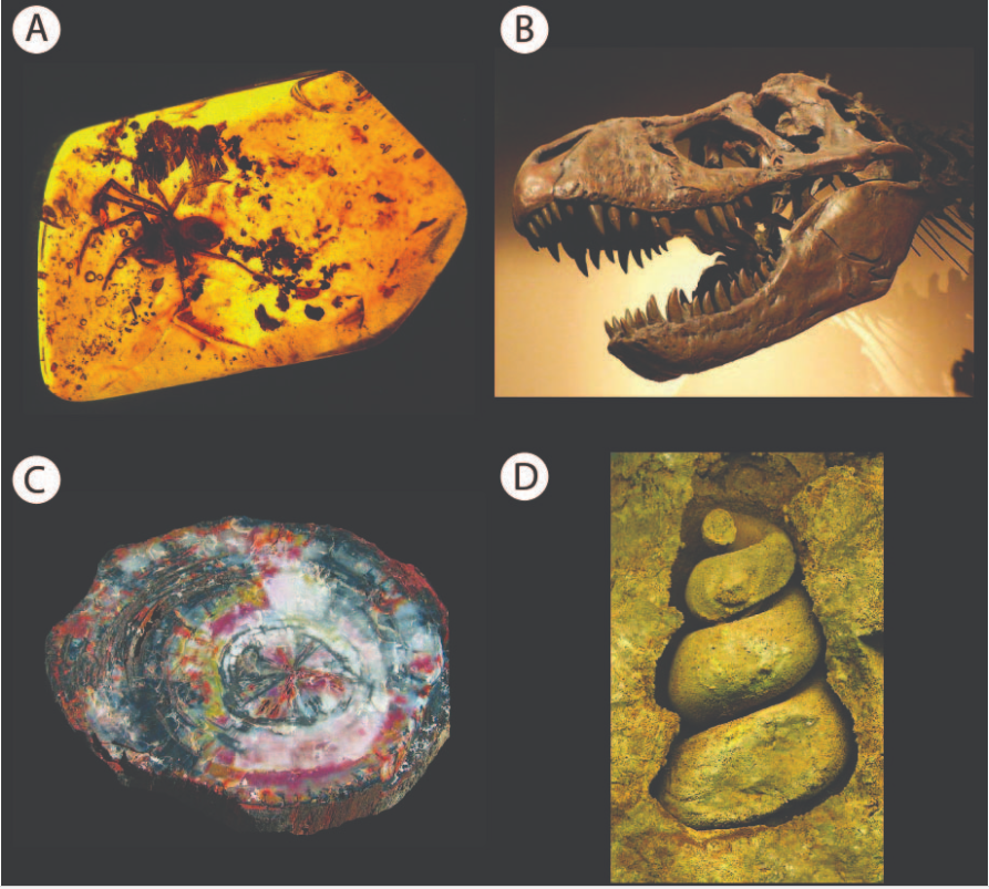 Fossil Preservation – Geology Notes – For W.B.C.S. Examination.