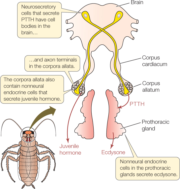 Insect Endocrine Glands – Zoology Notes – For W.B.C.S. Examination.