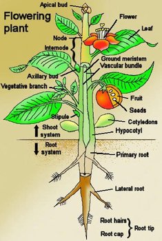 Botany Notes – On – Plant Anatomy – For W.B.C.S. Examination.