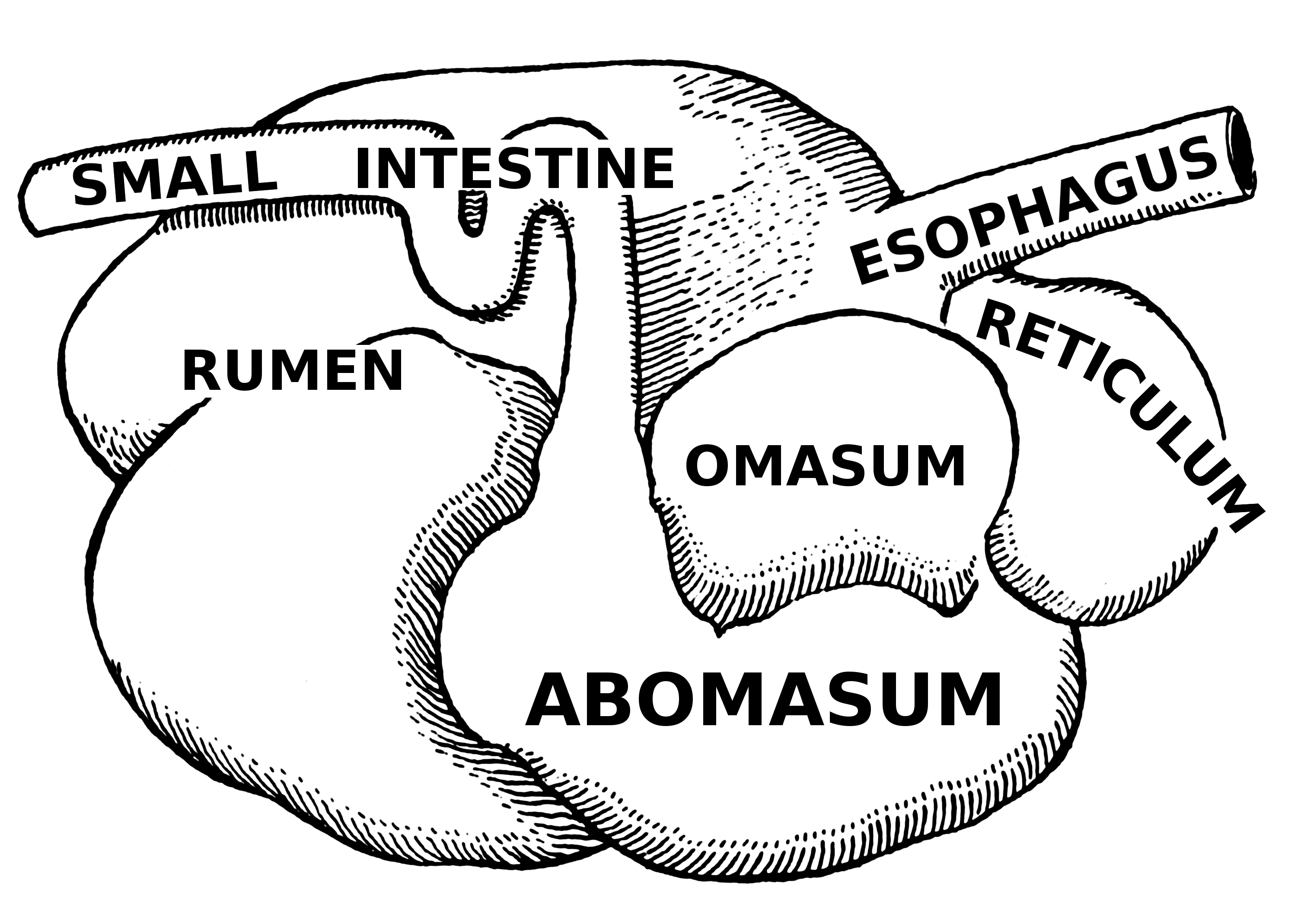 Ruminant Stomach – Zoology Notes – For W.B.C.S. Examination.