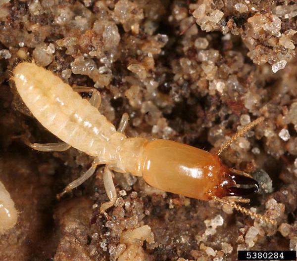 Zoology Notes On – Termites – For W.B.C.S. Examination.