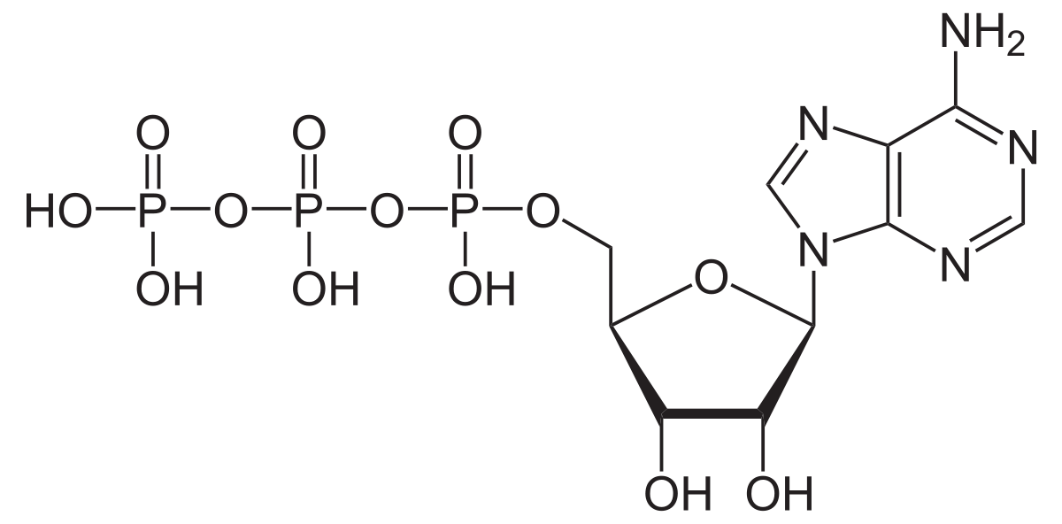 Adenosine Triphosphate (ATP) Function – General Science Notes – For W.B.C.S. Examination.