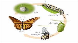 Environment Notes On – Metapopulations – For W.B.C.S. Examination.