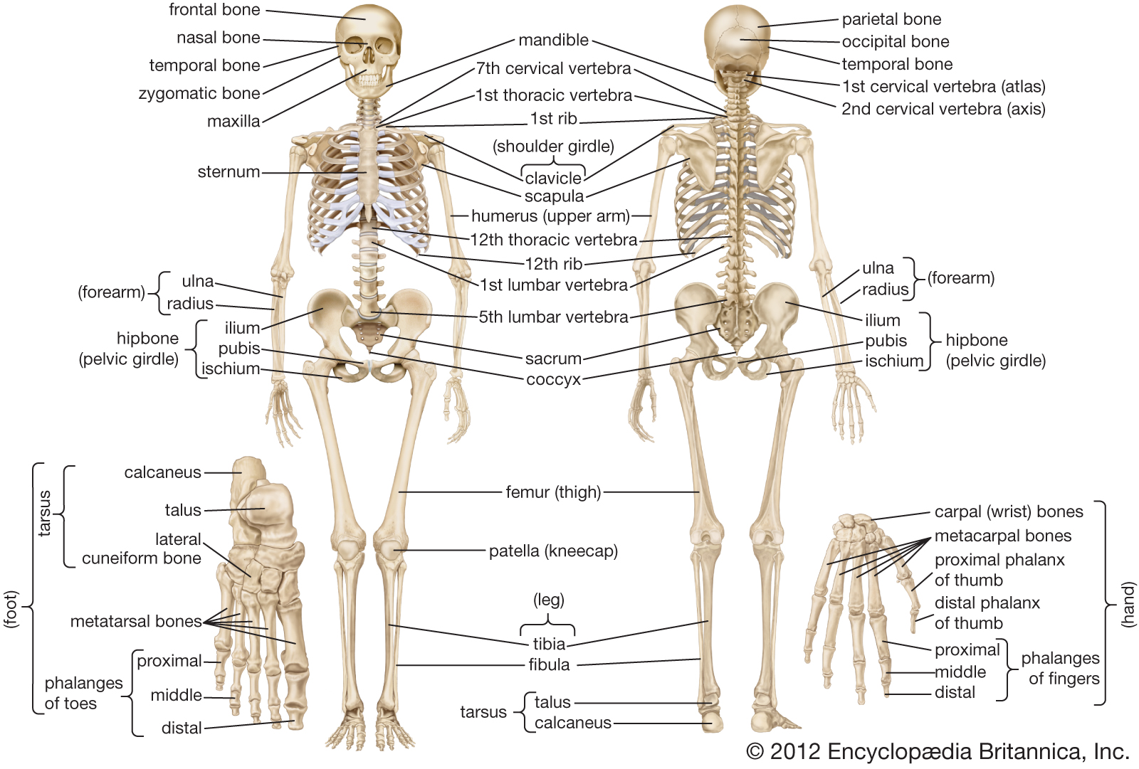 Skeletal System – General Science Notes – For W.B.C.S. Examination.