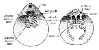 Hard-Part Morphology Of Brachiopoda – Geology Notes – For W.B.C.S. Examination.