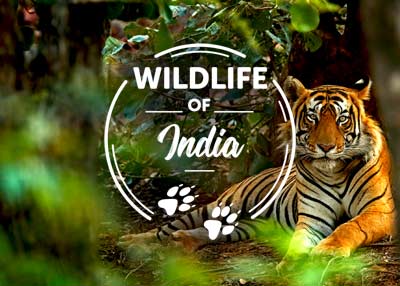 Geography Of India – Wildlife – Notes For W.B.C.S Examination.