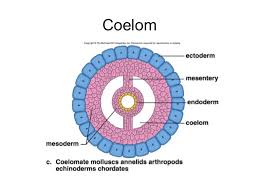 types of coelom