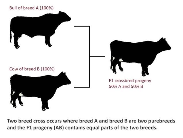 Agriculture Notes On – Crossbreeding – For W.B.C.S. Examination.