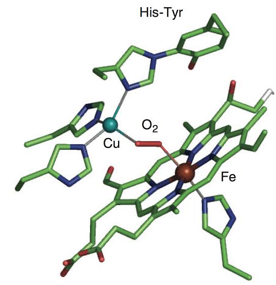 W.B.C.S. Examination Notes On – Cytochromes – Chemistry.