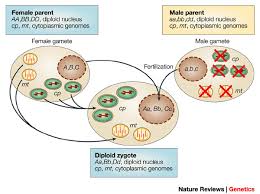 Cytoplasmic Inheritance – Zoology Notes – For W.B.C.S. Examination.