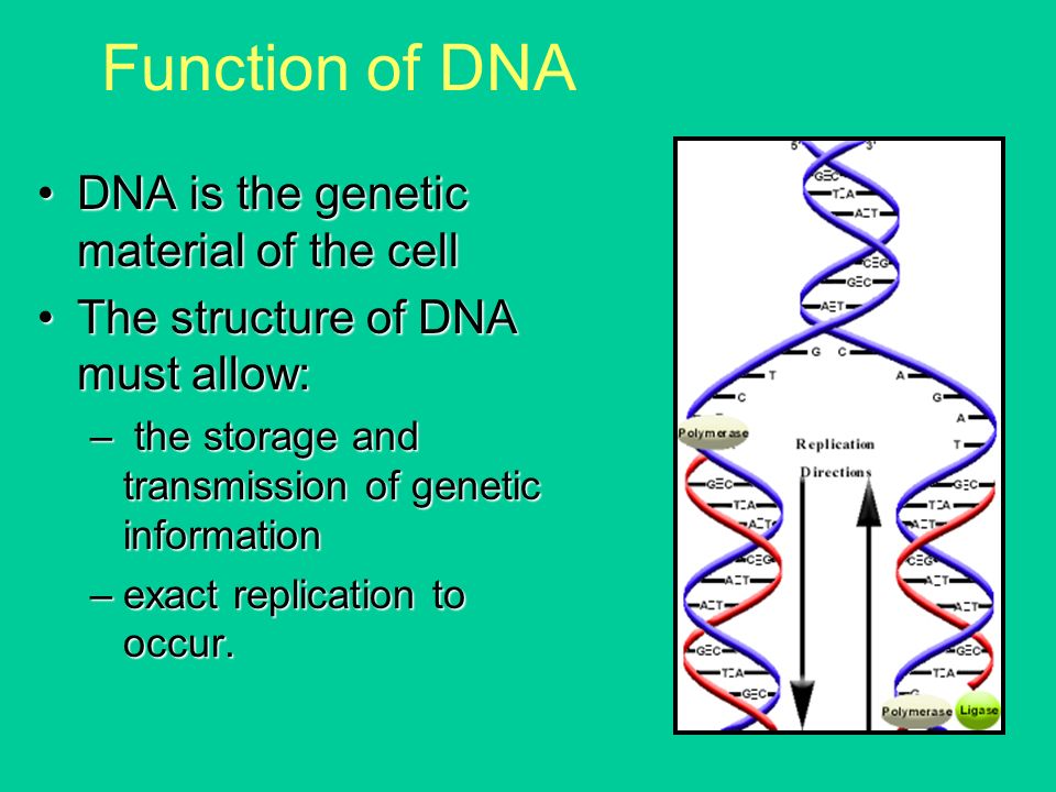 Function Of Genetic Material – Zoology Notes – For W.B.C.S. Examination.