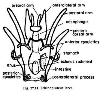 W.B.C.S. Examination Notes On – Larval Forms Of Echinodermata – Zoology.