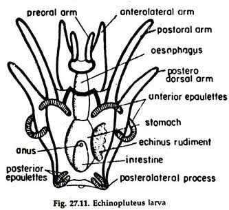 W.B.C.S. Examination Notes On – Larval Forms Of Echinodermata – Zoology.