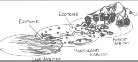 Environment Notes On – Ecotone – For W.B.C.S. Examination.