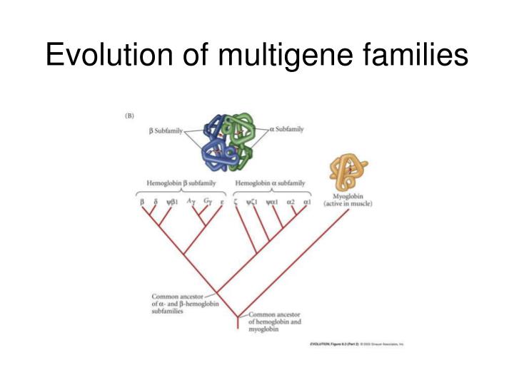 Multigene Families – Botany Notes – For W.B.C.S. Examination.