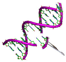 W.B.C.S. Examination Notes On – Genetic Engineering – Zoology.