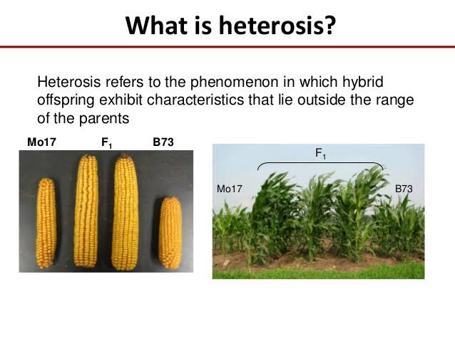 Agriculture Notes On – Heterosis – For W.B.C.S. Examination.