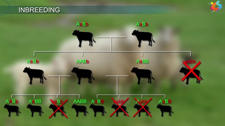 Inbreeding – Agriculture Notes – For W.B.C.S. Examination.