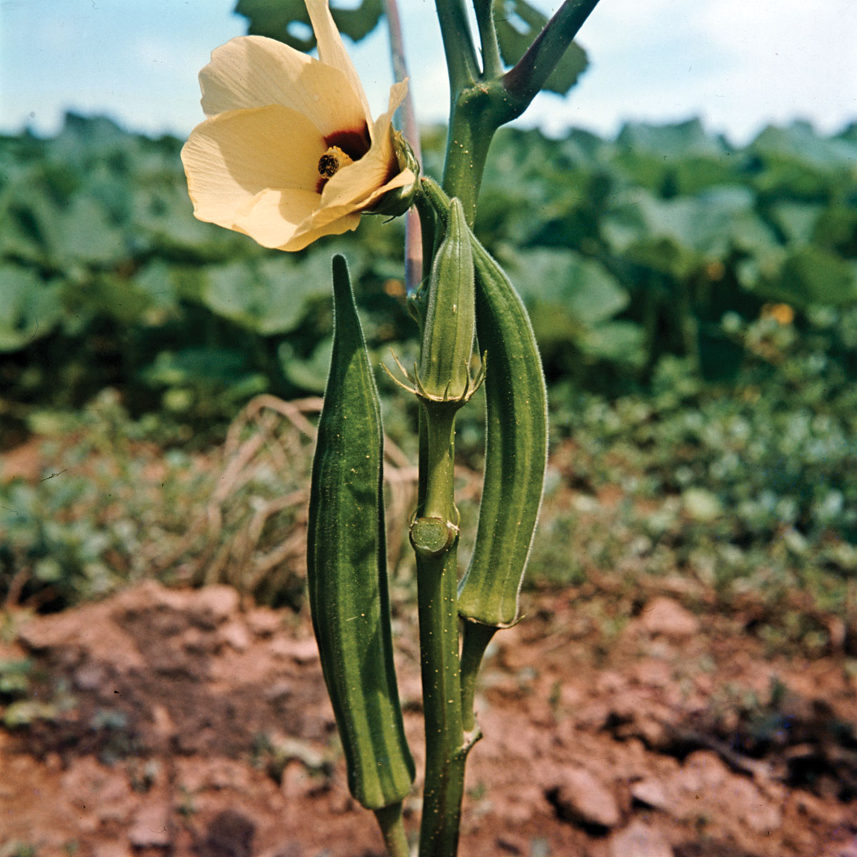 Botany Notes On – Malvaceae – For W.B.C.S. Examination.